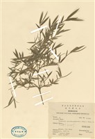 藏品(玉山箭竹)的圖片